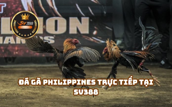 Đá Gà Philippines SV388