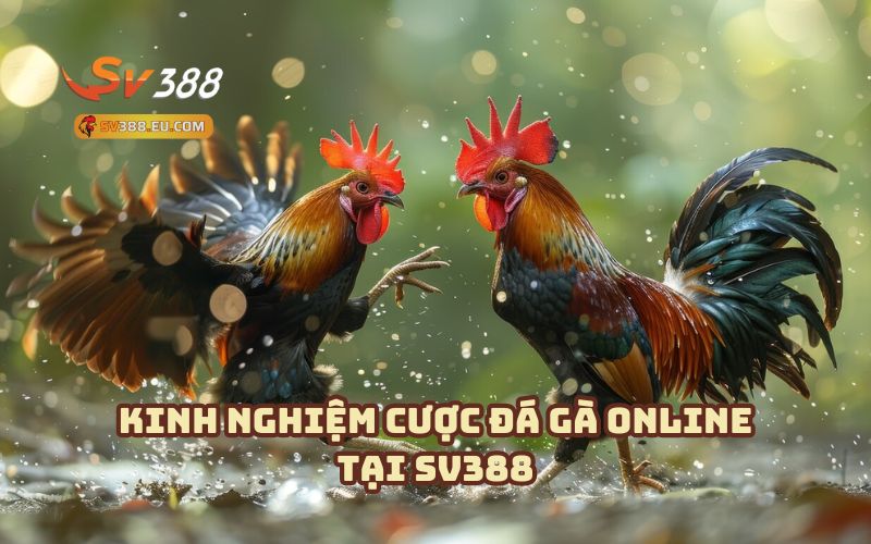 Kinh nghiệm đá gà Online dành cho anh em bet thủ