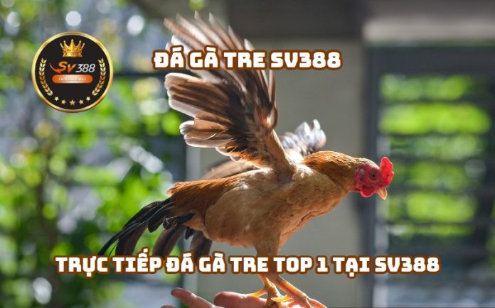 Đá Gà Tre - Trực tiếp đá gà Tre Top 1 tại SV388